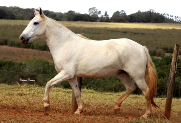 TEQUILA DO VALE FORMOSO