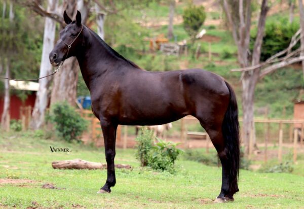 AMORA DO CERRADO MINEIRO