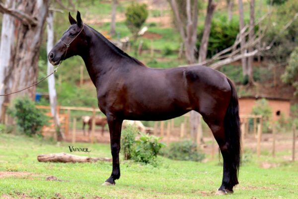 AMORA DO CERRADO MINEIRO - Image 3