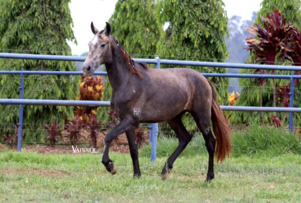 ÉBANO II DA ESPERANÇA - Image 2
