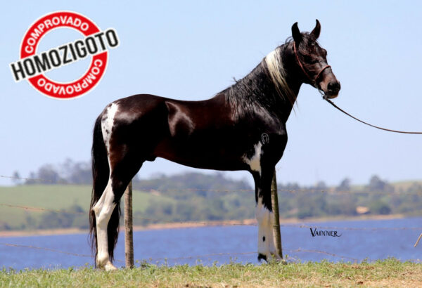 BOLT DO RECANTO DA LAGOA - Image 3