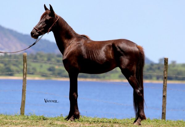 FILOSOFO DO RECANTO DA LAGOA