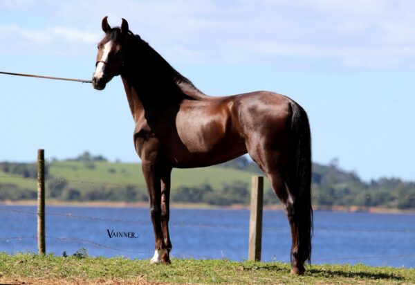 GALANTE DO RECANTO DA LAGOA