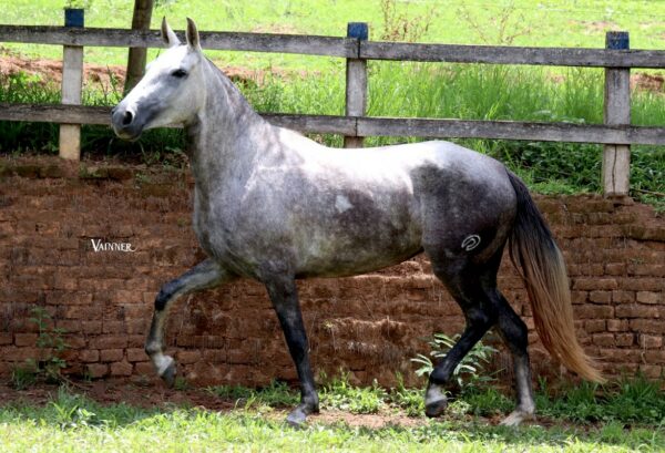 XANDRA DO REBANHO
