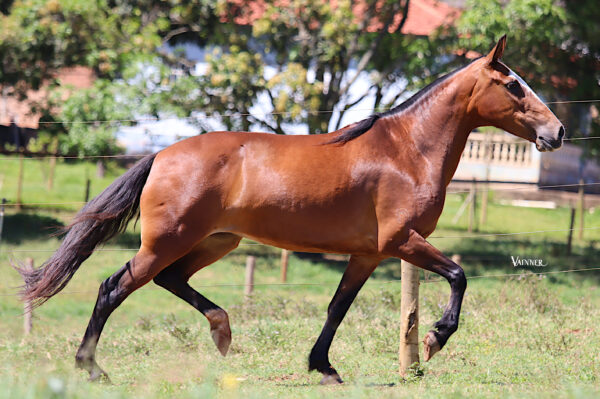 OFENSA RRC