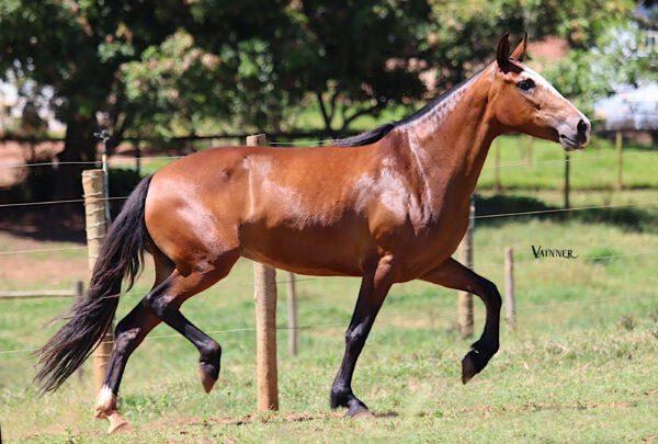 OFENSA RRC - Image 4
