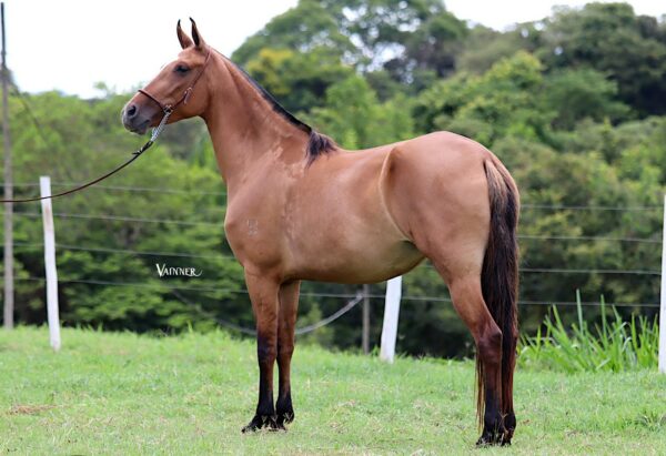 ÉGUA PRENHA - RAVENA DO BAMBUZAL - Image 3