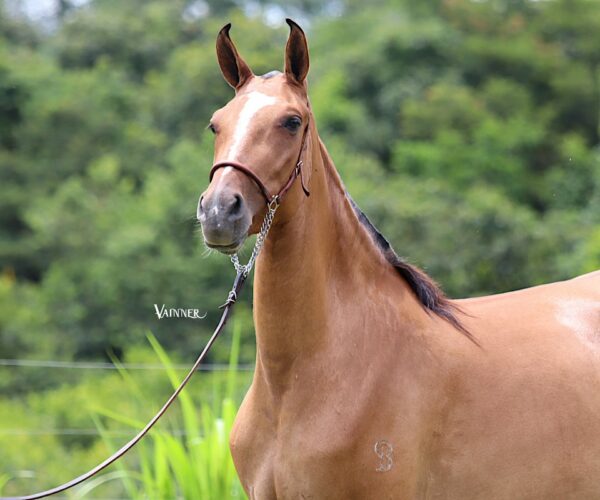 ÉGUA PRENHA - RAVENA DO BAMBUZAL - Image 4