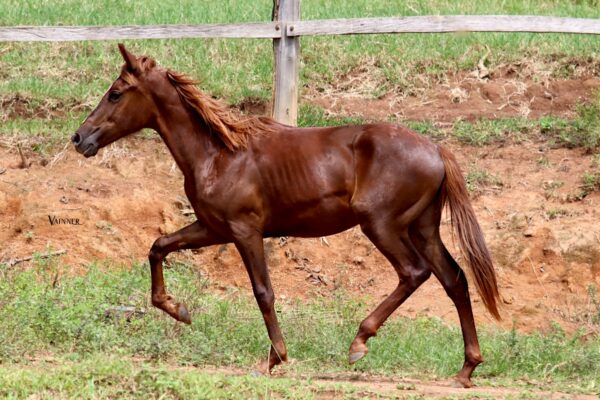 COLORADO ARAÍPE