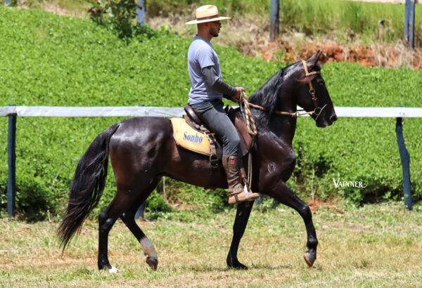 MÃO ARMADA DO SONHO - Image 2