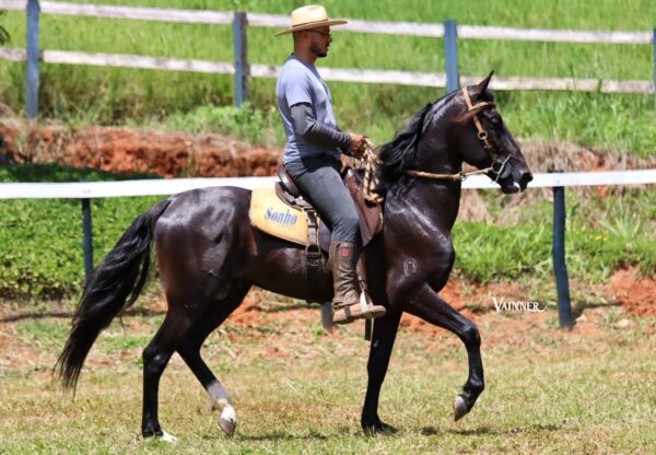 MÃO ARMADA DO SONHO - Image 3
