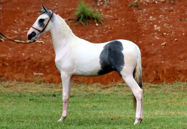 AL RIHLA OLAFF
