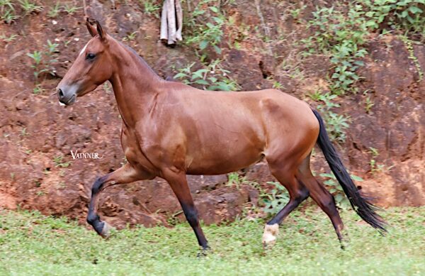 CASCATA ISHWARA