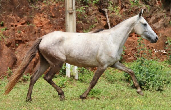 CEREJA ISHWARA