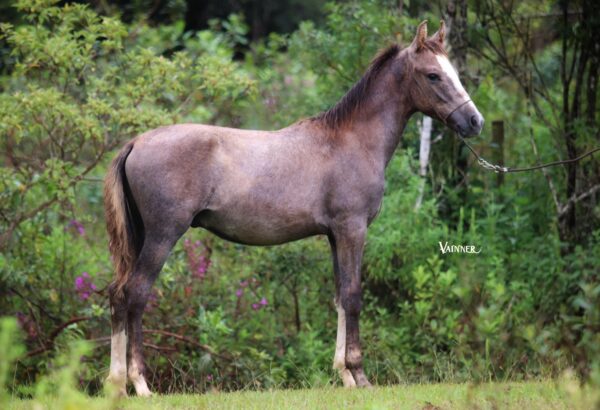 DARTAGNAN DO ST ABRAS