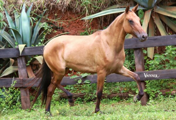 ESTIMADA ISHWARA