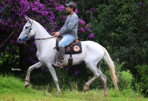 GARANTIA DA SERTÃ
