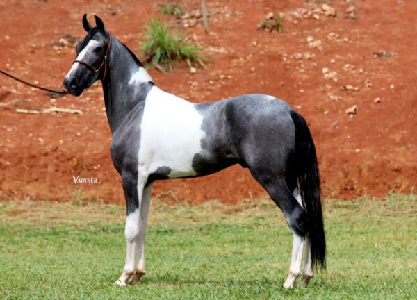 MALAUE OLAFF