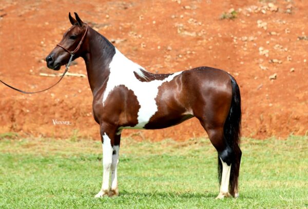 TEMPESTADE SHERGA OLAFF