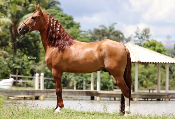 ABSOLUTO DA EVOLUÇÃO - Image 2