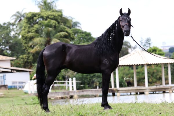 DIAMANTE NEGRO DO CAIANA - Image 2
