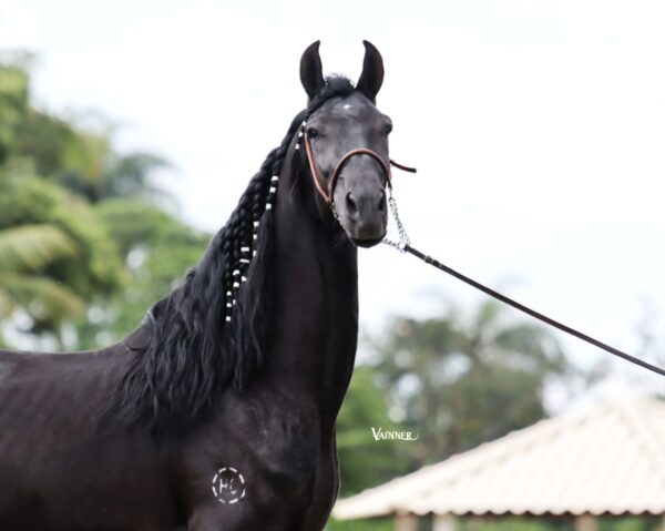 DIAMANTE NEGRO DO CAIANA - Image 6