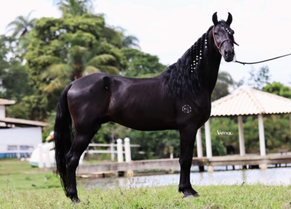 DIAMANTE NEGRO DO CAIANA - Image 7