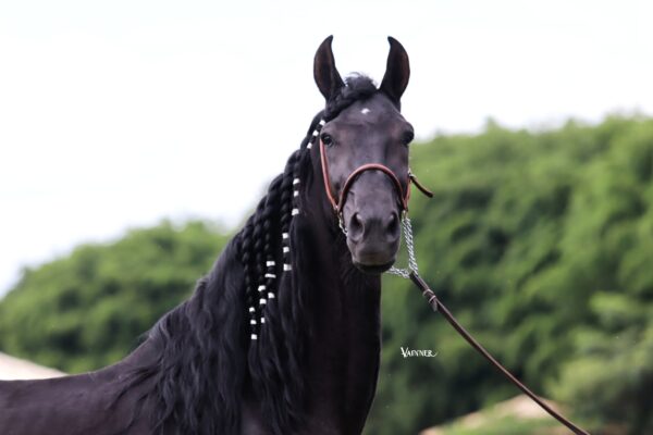 DIAMANTE NEGRO DO CAIANA - Image 4
