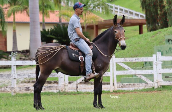 BURRO REGISTRADO - ELVIS DO TENENTE