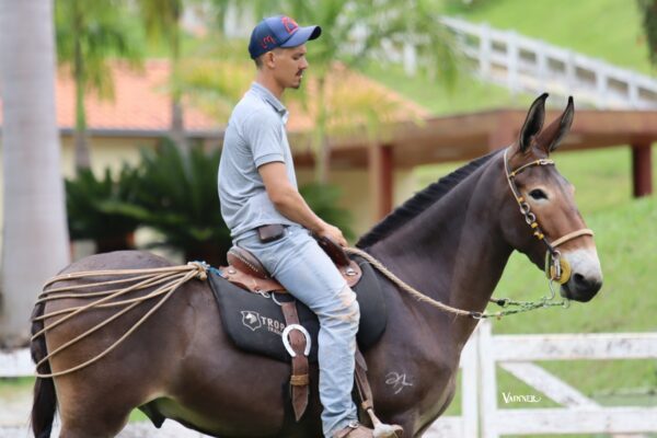 BURRO REGISTRADO - ELVIS DO TENENTE - Image 2