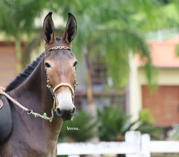 BURRO REGISTRADO - ELVIS DO TENENTE - Image 3