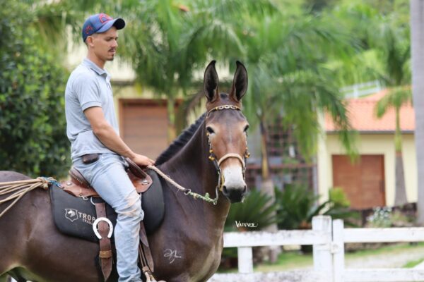 BURRO REGISTRADO - ELVIS DO TENENTE - Image 4