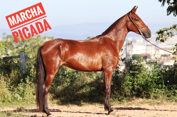 ÉGUA PRENHA - BRISA DA SERRA DO URUBU - Image 3