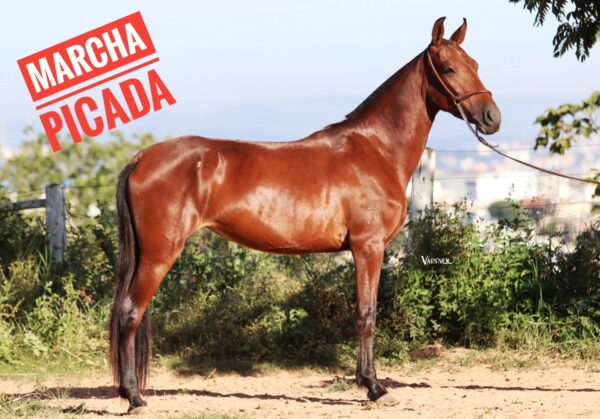ÉGUA PRENHA - BRISA DA SERRA DO URUBU