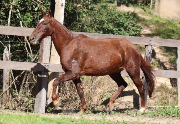 HARMONIA DO RANCHO PAMPA