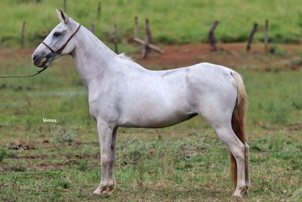 JARRA D2
