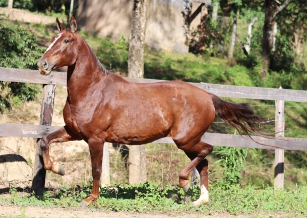 JAZIDA DO RANCHO PAMPA