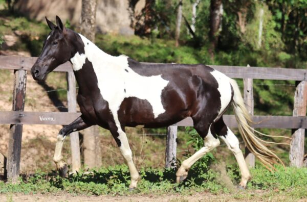 LEONARA DO RANCHO PAMPA