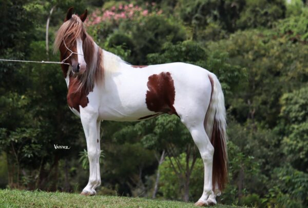 QUARTZO COBALCHINI