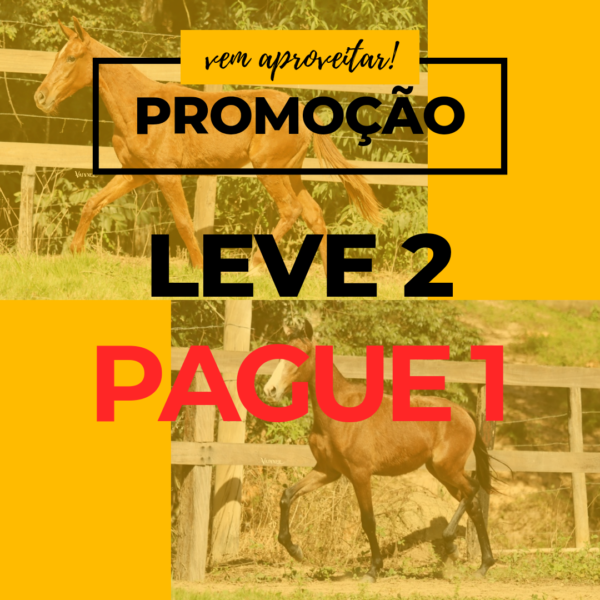PROMOÇÃO CASAL DE POTROS