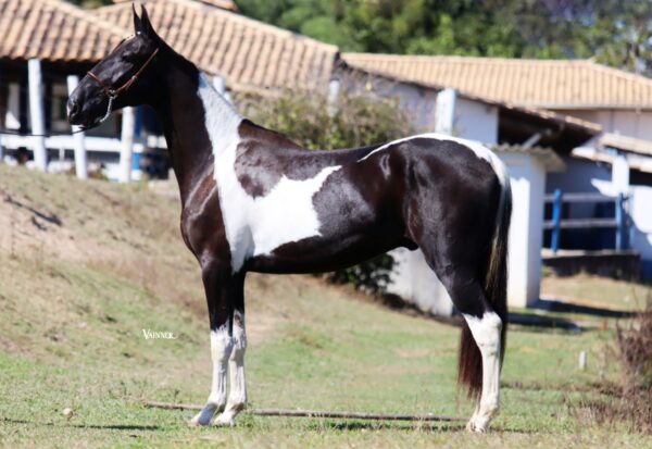 SARANDEIRO DO CAIANA - Image 2