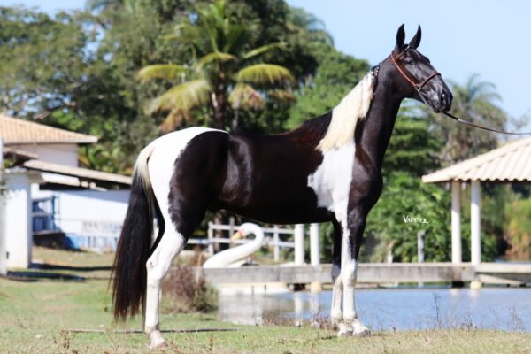 SARANDEIRO DO CAIANA