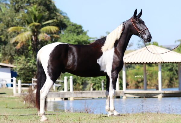 SARANDEIRO DO CAIANA - Image 3
