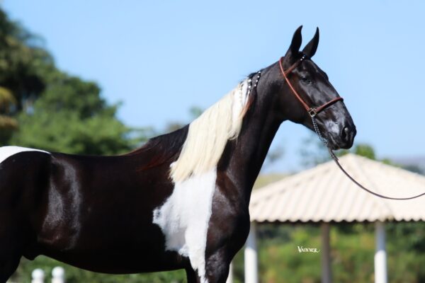 SARANDEIRO DO CAIANA - Image 4