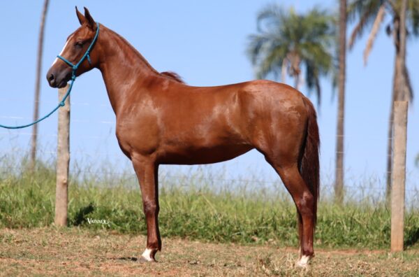 RUIVA DO CAMPO FORMOSO - Image 2