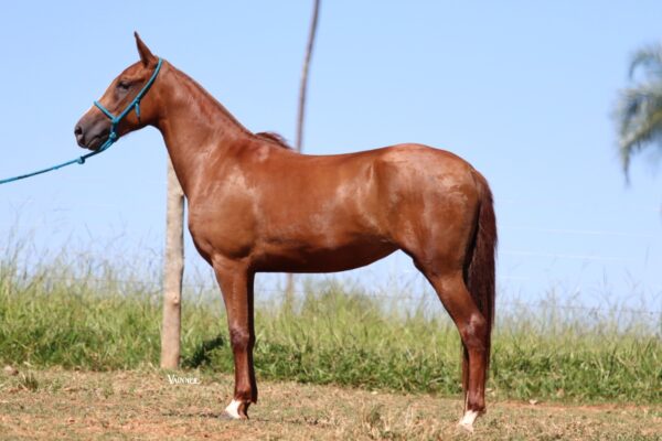 RUIVA DO CAMPO FORMOSO