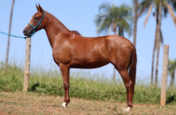 RUIVA DO CAMPO FORMOSO - Image 3