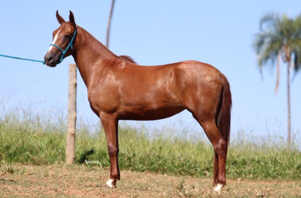 RUIVA DO CAMPO FORMOSO - Image 4