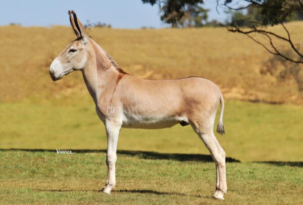 JAGUNÇO MB