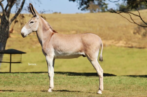 JAGUNÇO MB - Image 2